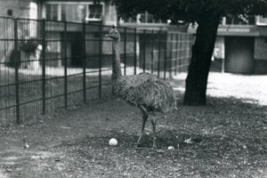 Un nandou de Darwin ou nandou mineur debout dans son nid avec deux œufs, zoo de Londres, mai 1914